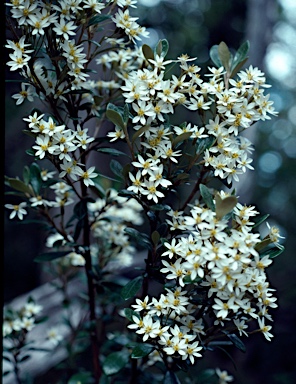 APII jpeg image of Olearia persoonioides  © contact APII