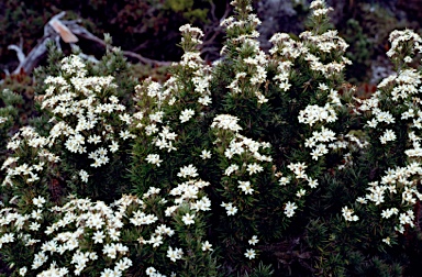 APII jpeg image of Olearia pinifolia  © contact APII