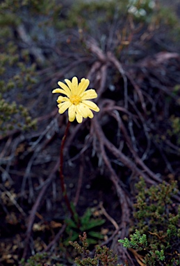 APII jpeg image of Senecio pectinatus  © contact APII