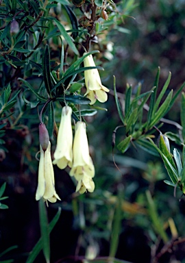 APII jpeg image of Billardiera longiflora  © contact APII