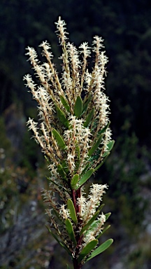 APII jpeg image of Agastachys odorata  © contact APII