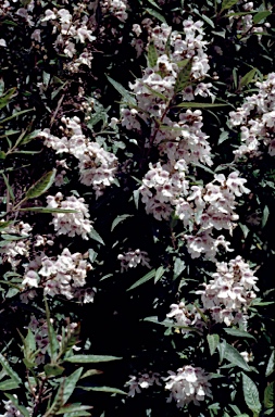 APII jpeg image of Prostanthera lasianthos  © contact APII