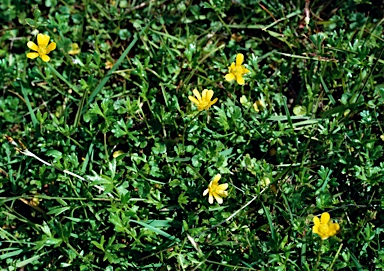 APII jpeg image of Ranunculus nanus  © contact APII
