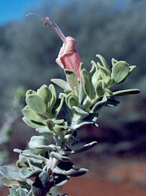 APII jpeg image of Eremophila forrestii  © contact APII