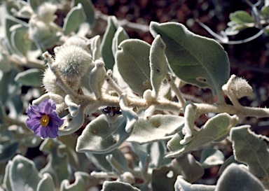 APII jpeg image of Solanum phlomoides  © contact APII