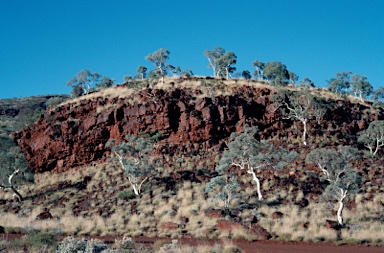 APII jpeg image of Eucalyptus leucophloia  © contact APII