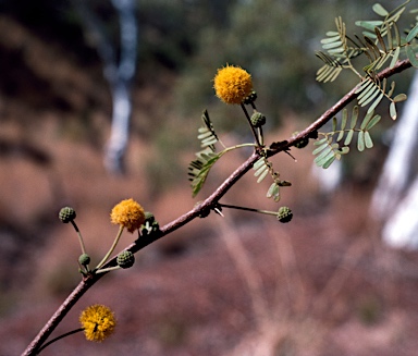 APII jpeg image of Vachellia farnesiana  © contact APII