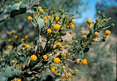 APII jpeg image of Acacia bivenosa  © contact APII