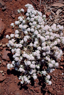 APII jpeg image of Gomphrena cunninghamii  © contact APII