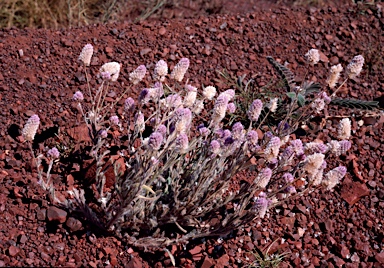 APII jpeg image of Ptilotus helipteroides  © contact APII