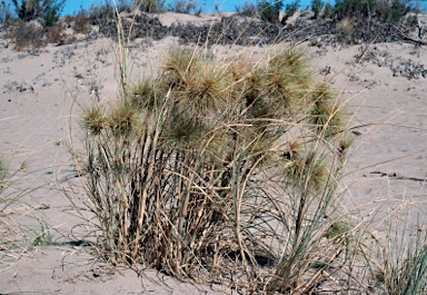 APII jpeg image of Spinifex longifolius  © contact APII