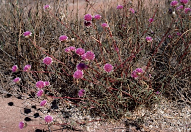 APII jpeg image of Gomphrena canescens  © contact APII