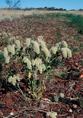 APII jpeg image of Ptilotus clementii  © contact APII