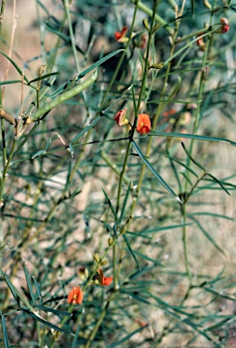 APII jpeg image of Tephrosia sp. B Kimberley Flora (C.A.Gardner 7300)  © contact APII