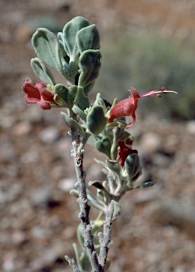 APII jpeg image of Eremophila forrestii  © contact APII