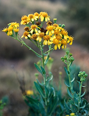 APII jpeg image of Senecio magnificus  © contact APII