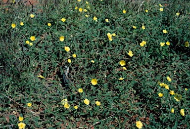 APII jpeg image of Tribulus occidentalis  © contact APII