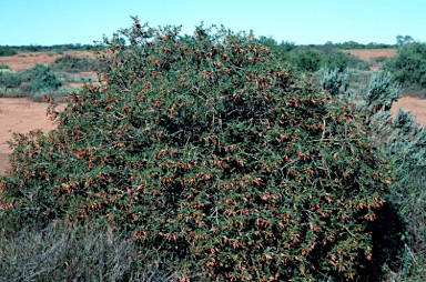 APII jpeg image of Eremophila maculata  © contact APII