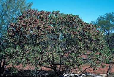 APII jpeg image of Eremophila fraseri  © contact APII