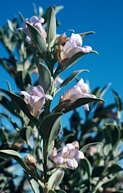 APII jpeg image of Eremophila maitlandii  © contact APII