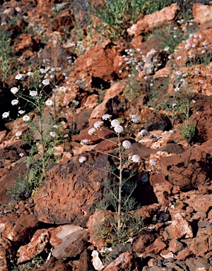 APII jpeg image of Trachymene didiscoides  © contact APII