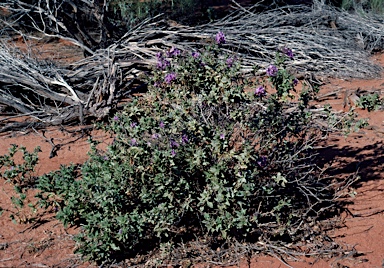 APII jpeg image of Halgania solanacea  © contact APII