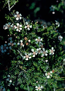 APII jpeg image of Leptospermum oligandrum  © contact APII