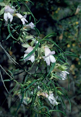 APII jpeg image of Eremophila hughesii  © contact APII