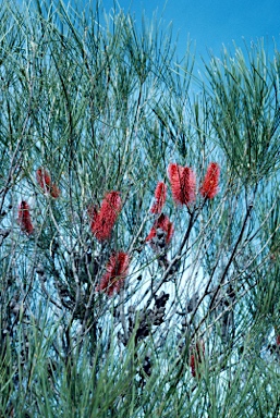 APII jpeg image of Hakea bucculenta  © contact APII