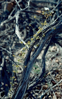 APII jpeg image of Drosera macrantha  © contact APII