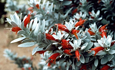 APII jpeg image of Eremophila glabra  © contact APII