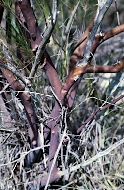 APII jpeg image of Leptospermum luehmannii  © contact APII
