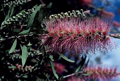 APII jpeg image of Callistemon 'John Mashlan'  © contact APII