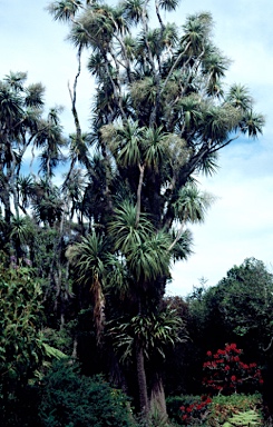 APII jpeg image of Cordyline australis  © contact APII