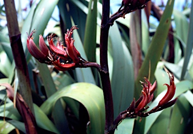 APII jpeg image of Phormium tenax  © contact APII