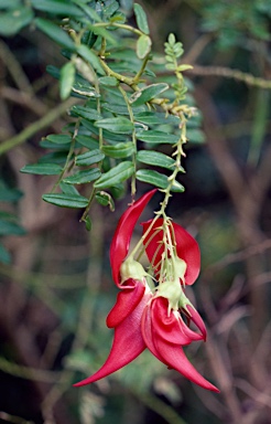 APII jpeg image of Clianthus puniceus  © contact APII