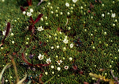 APII jpeg image of Donatia novae-zelandiae  © contact APII