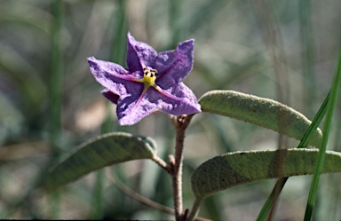 APII jpeg image of Seringia exastia  © contact APII