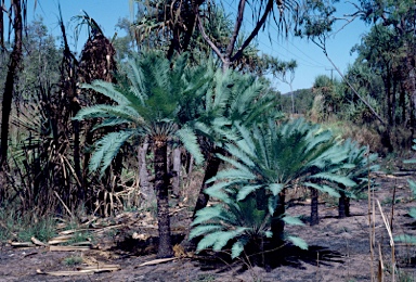 APII jpeg image of Cycas armstrongii  © contact APII