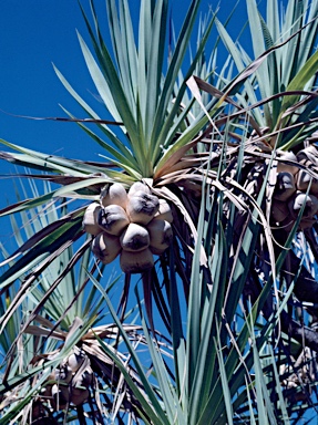 APII jpeg image of Pandanus basedowii  © contact APII