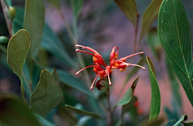 APII jpeg image of Grevillea glossadenia  © contact APII