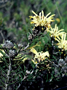 APII jpeg image of Petrophile brevifolia  © contact APII