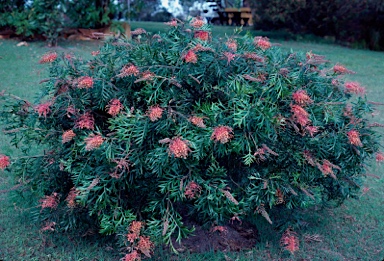 APII jpeg image of Grevillea 'Superb'  © contact APII