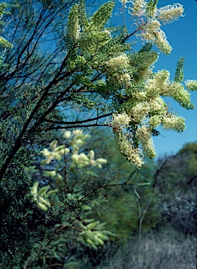 APII jpeg image of Grevillea annulifera  © contact APII