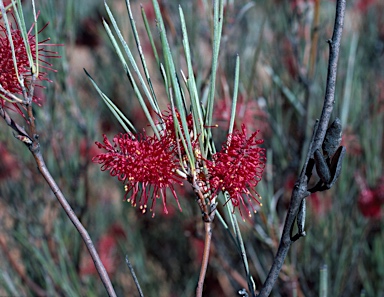 APII jpeg image of Hakea maconochieana  © contact APII