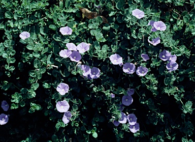 APII jpeg image of Convolvulus sabatius subsp. mauritanicus  © contact APII