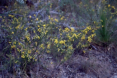 APII jpeg image of Acacia brunioides subsp. granitica  © contact APII