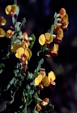 APII jpeg image of Bossiaea rhombifolia  © contact APII