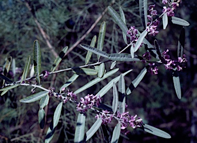 APII jpeg image of Hovea heterophylla  © contact APII