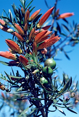 APII jpeg image of Eremophila maculata  © contact APII